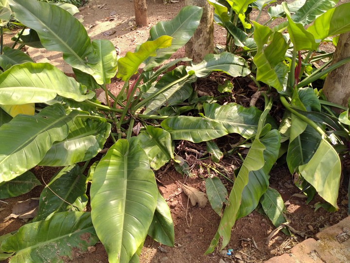 plants