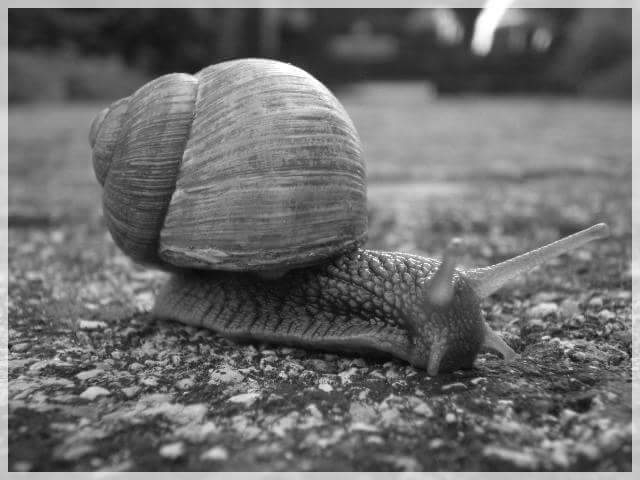 Snail