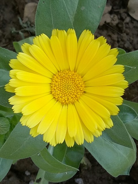 sfondi petal, calendula