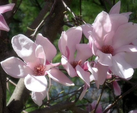 Magnolias