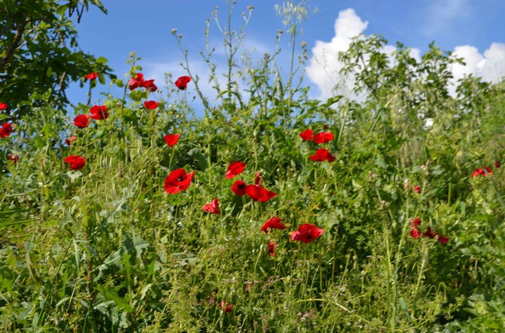poppy