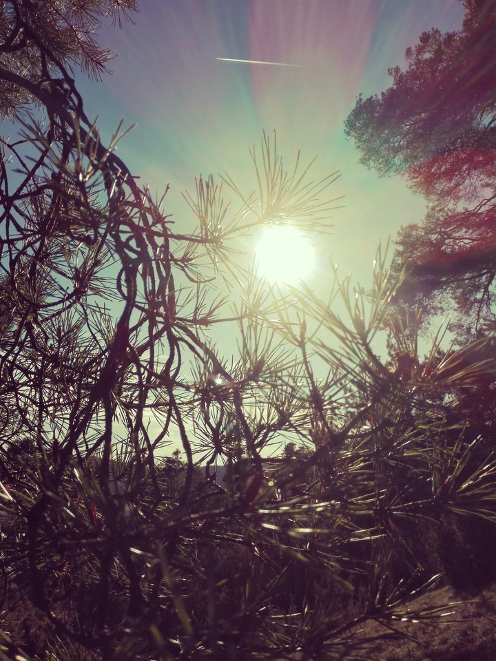 Ast mit sonne
