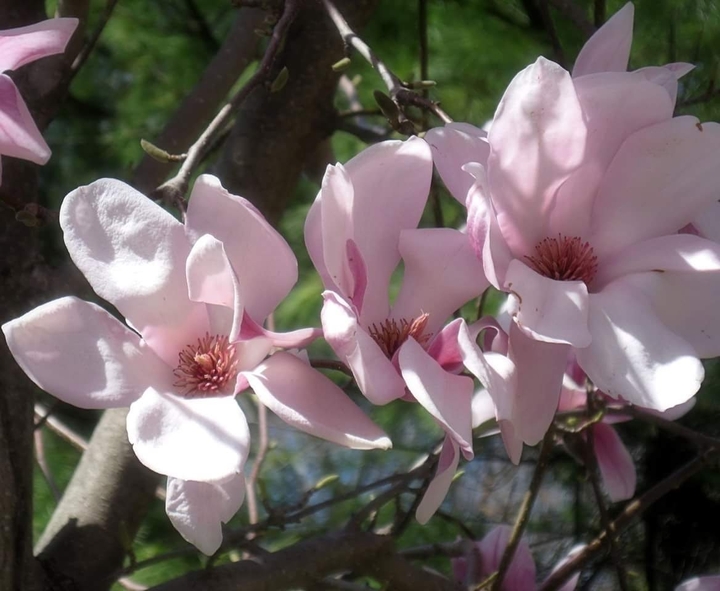 Magnolias