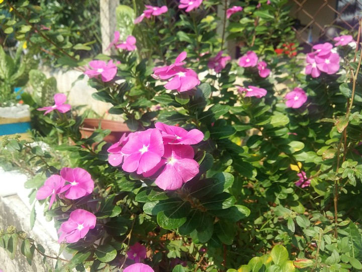 Vinca rosea