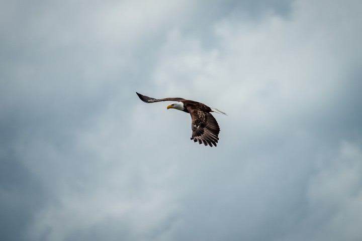 soaring