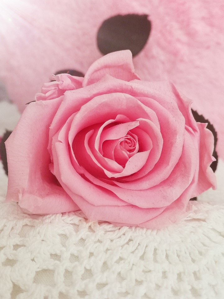 Roses, my