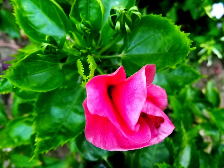 chinarose