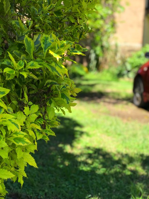 Bush