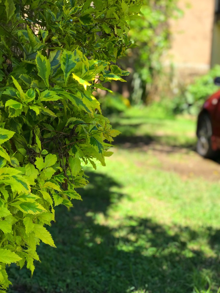 Bush
