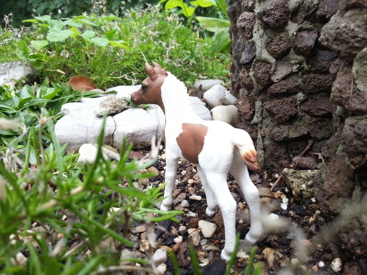 pintabian foal