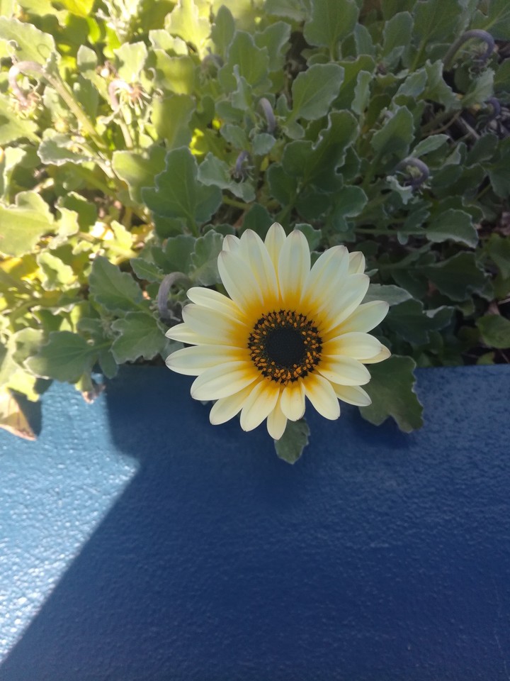 Yellow Beauty