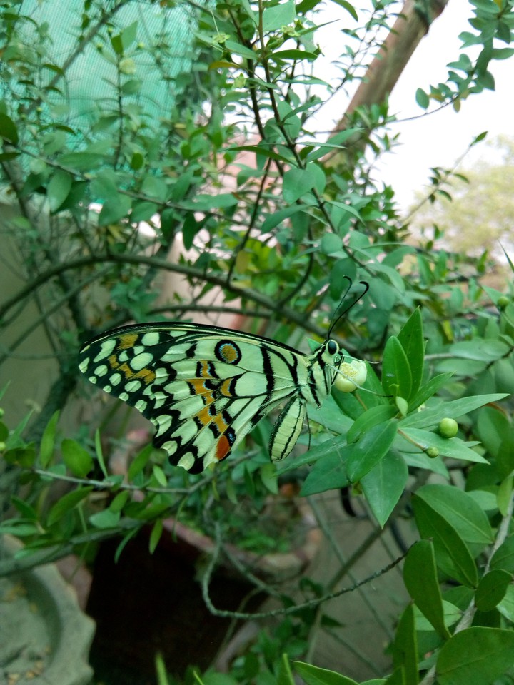 butterfly