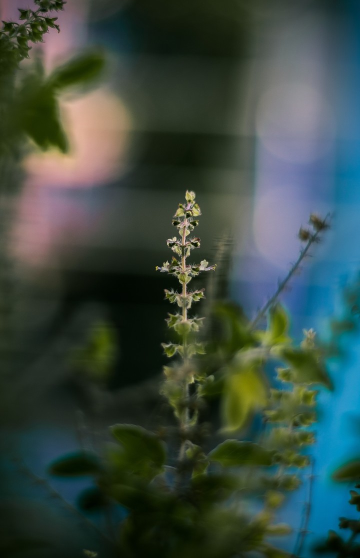 leaf
