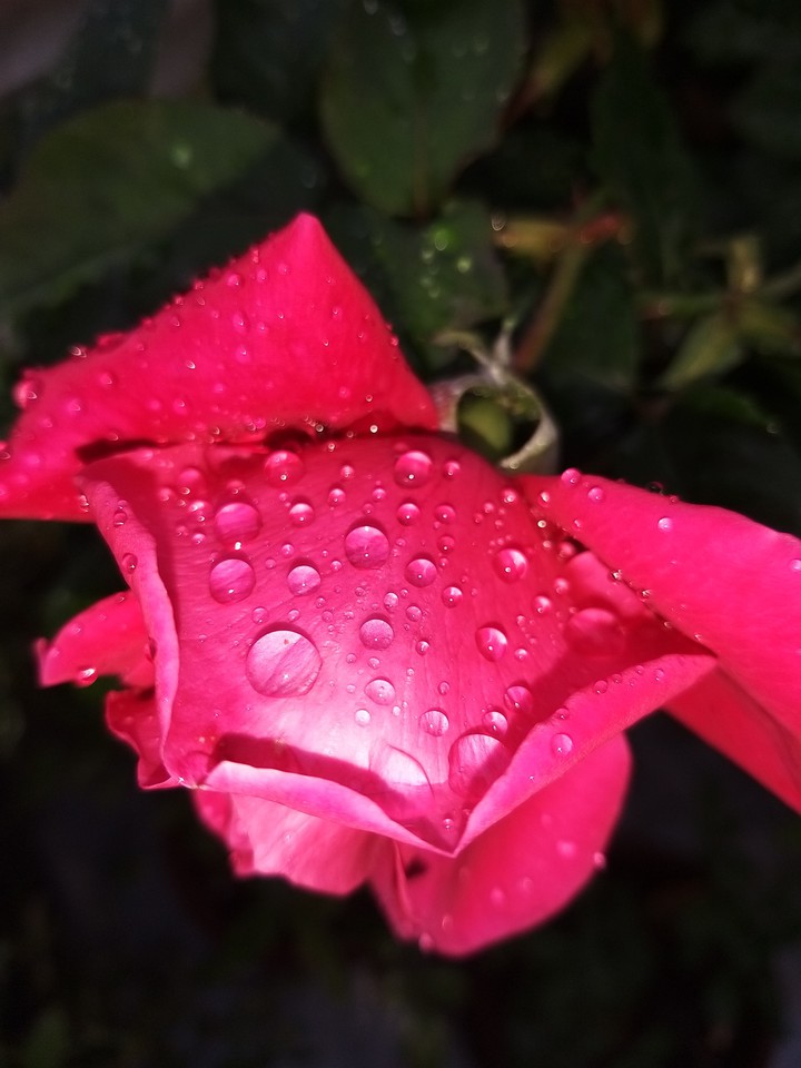 rain on rose