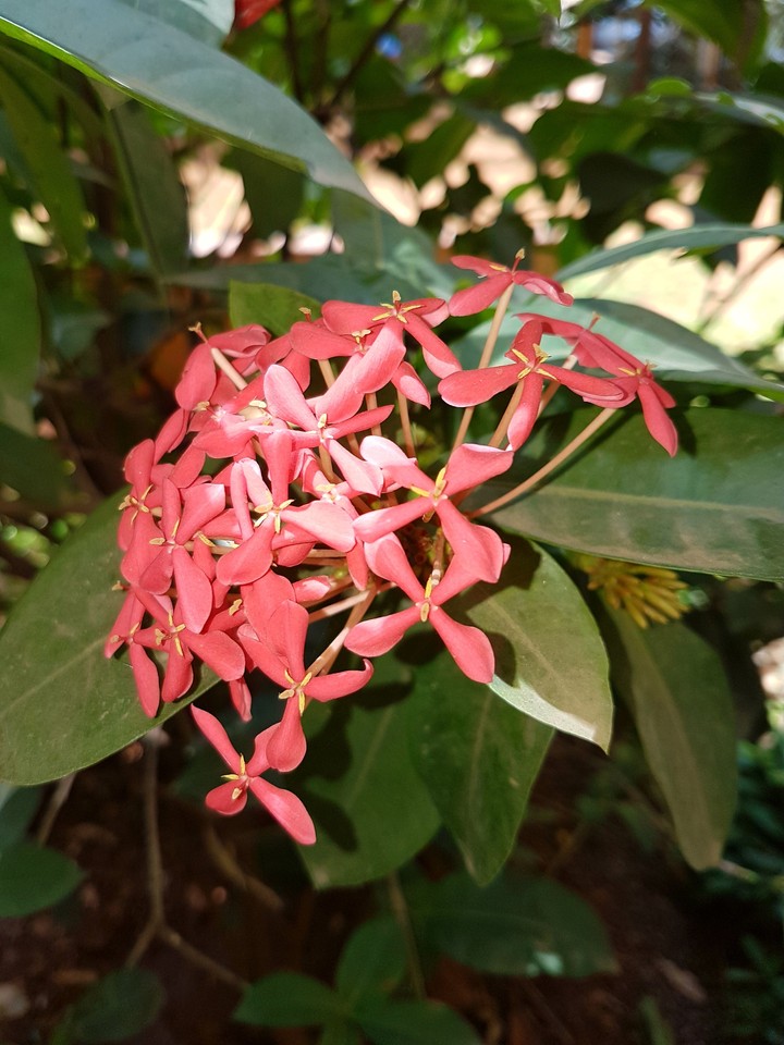 little flowers