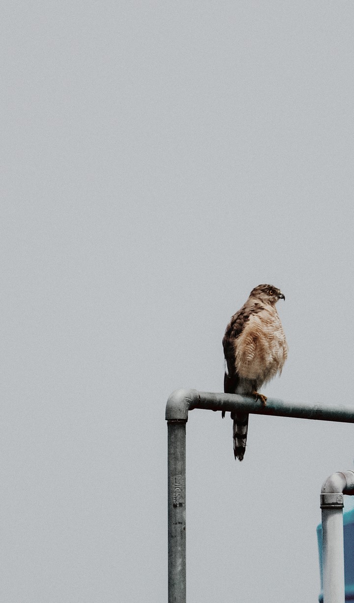 1 leg Eagle