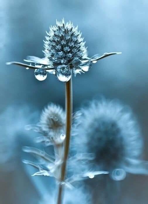 ....Blue