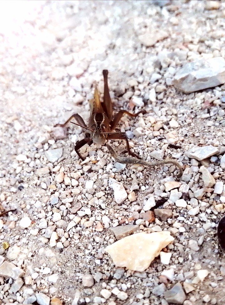 Cricket
