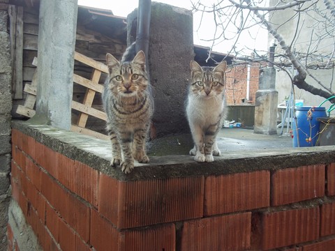 My Cats