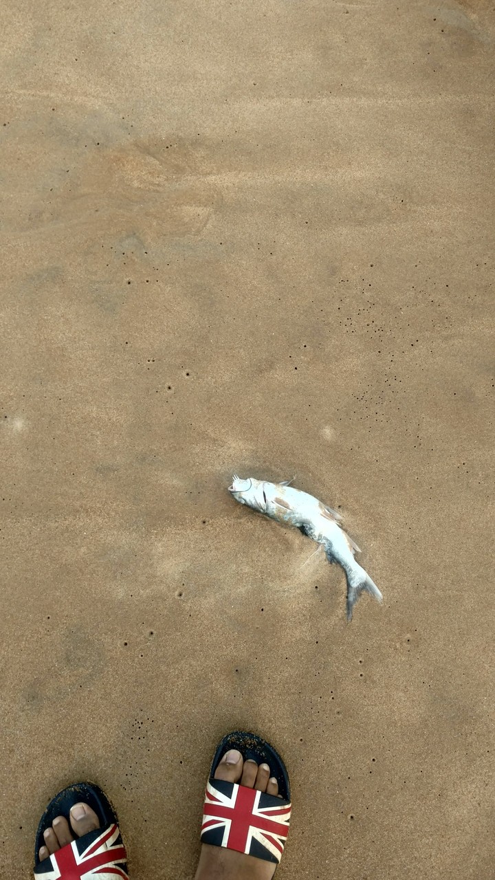 fish