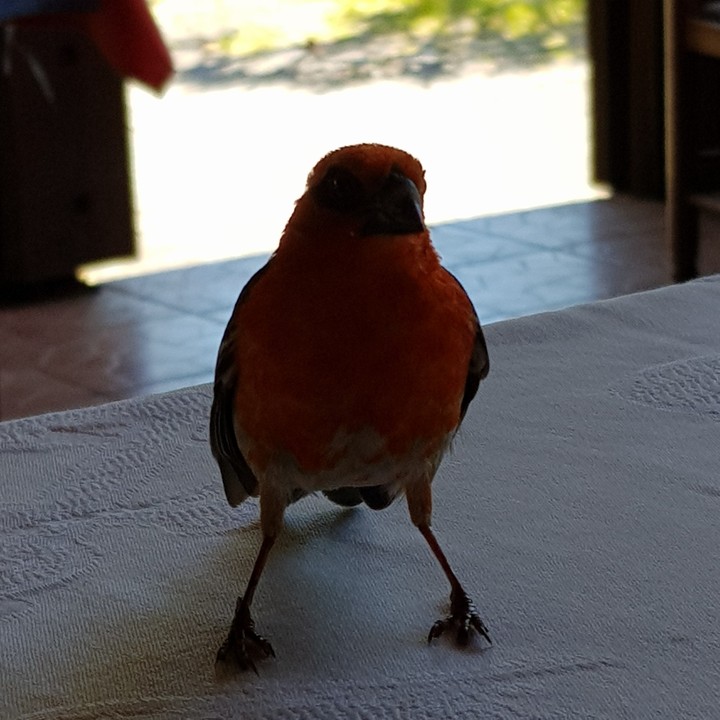 Uccello