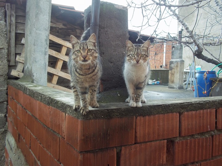 My Cats