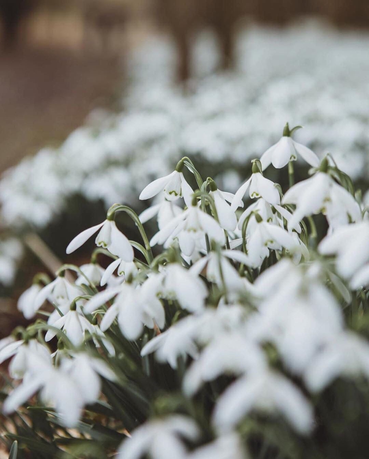Snowdrops