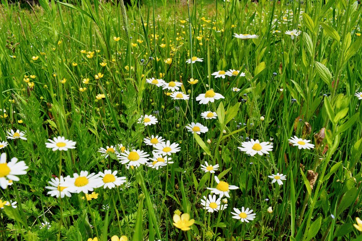 wild flowers