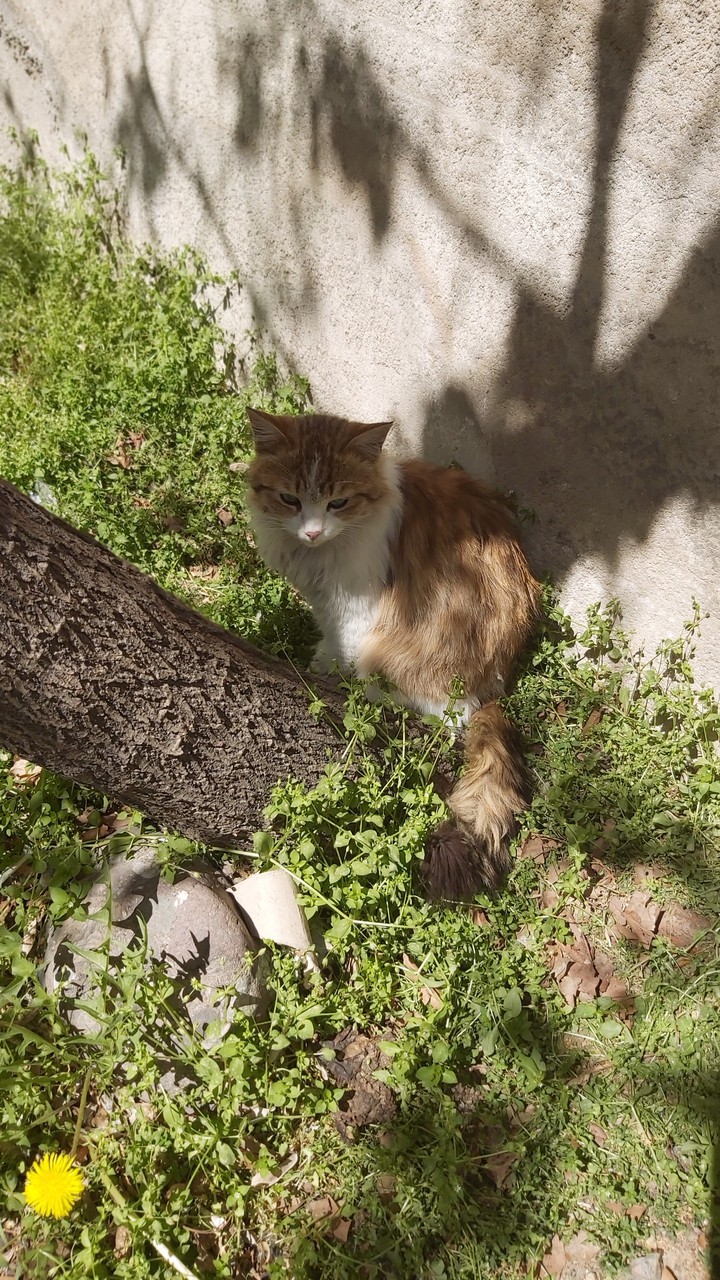 cat