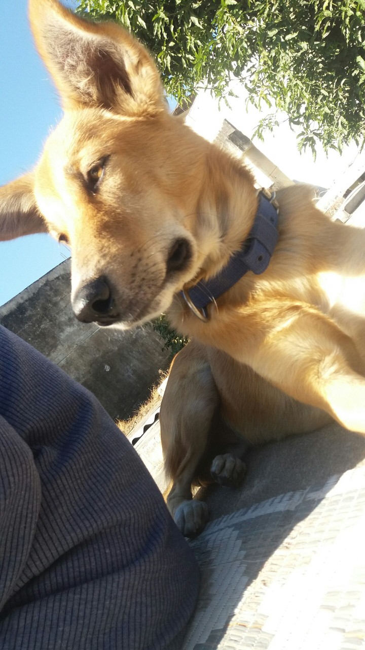 my pet