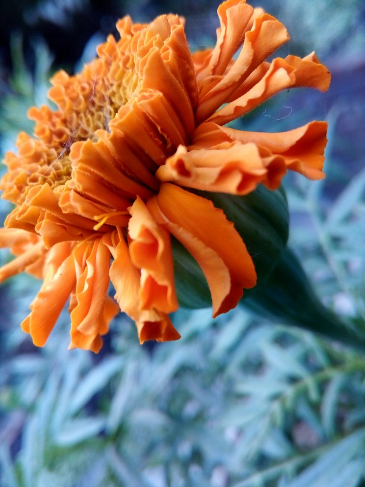 Marigold