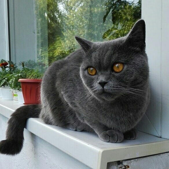 Кот