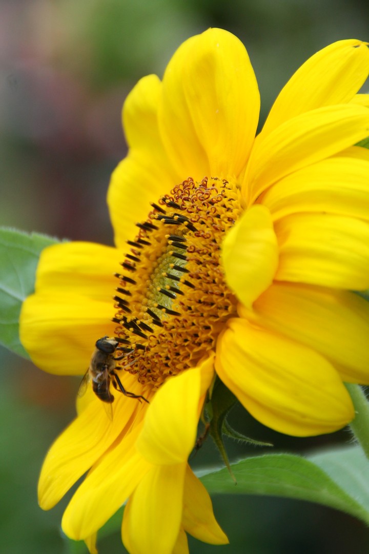 Sunflower