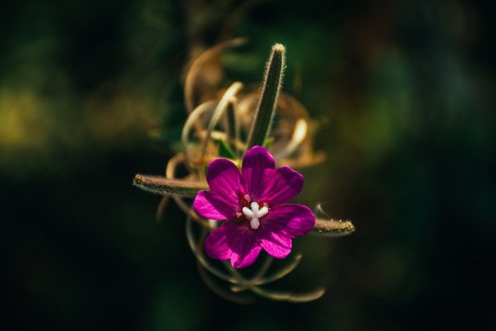 Flower
