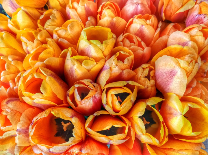 Beautiful flowers