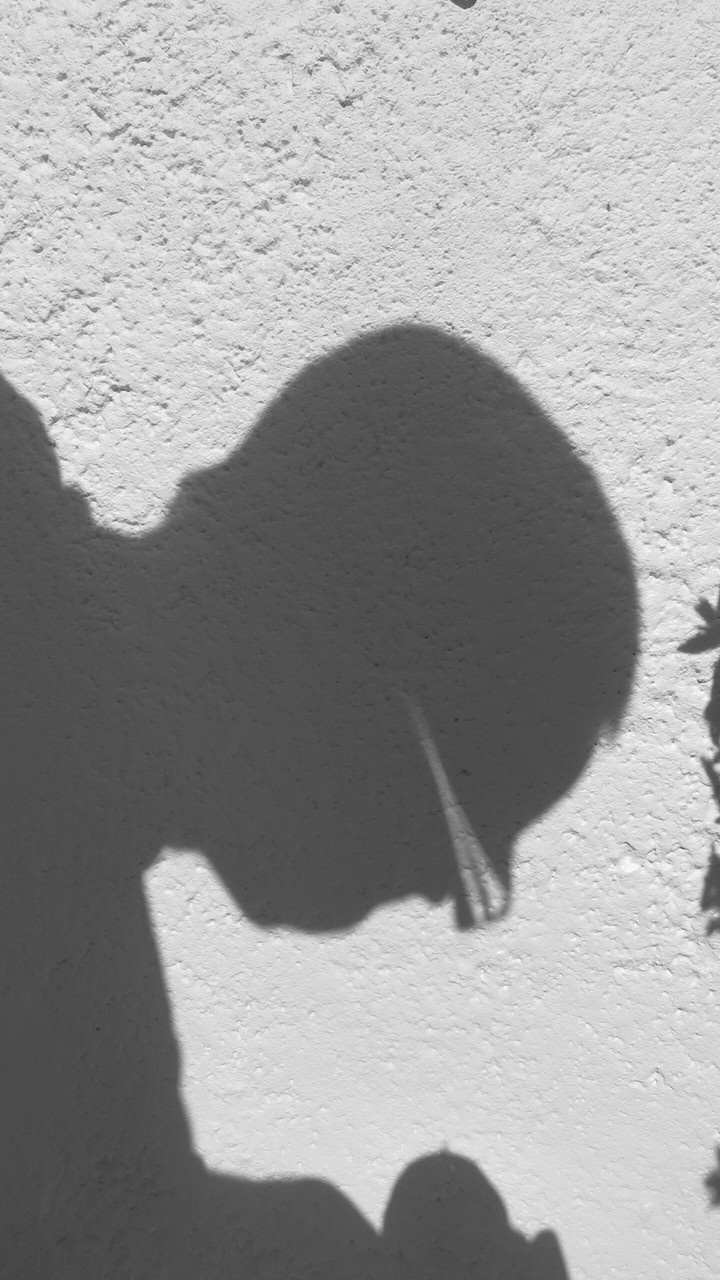 Shadow puppet.