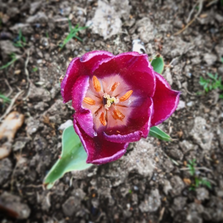 tulip