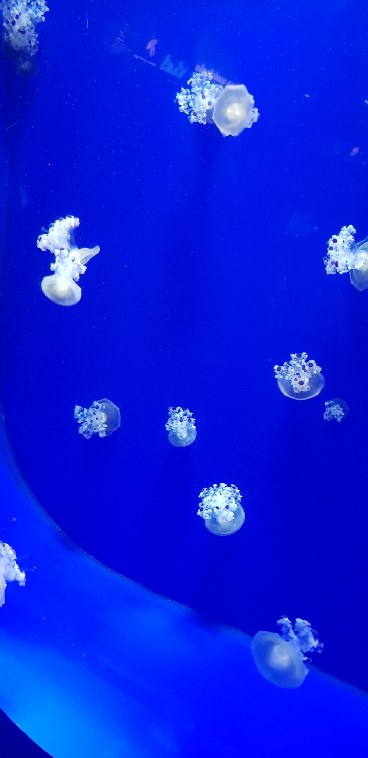 JellyFish