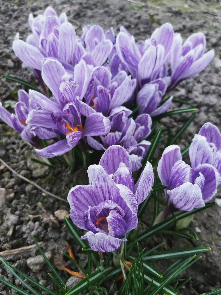 весна))