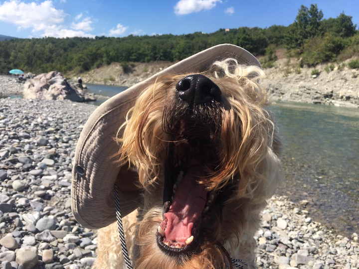 dog