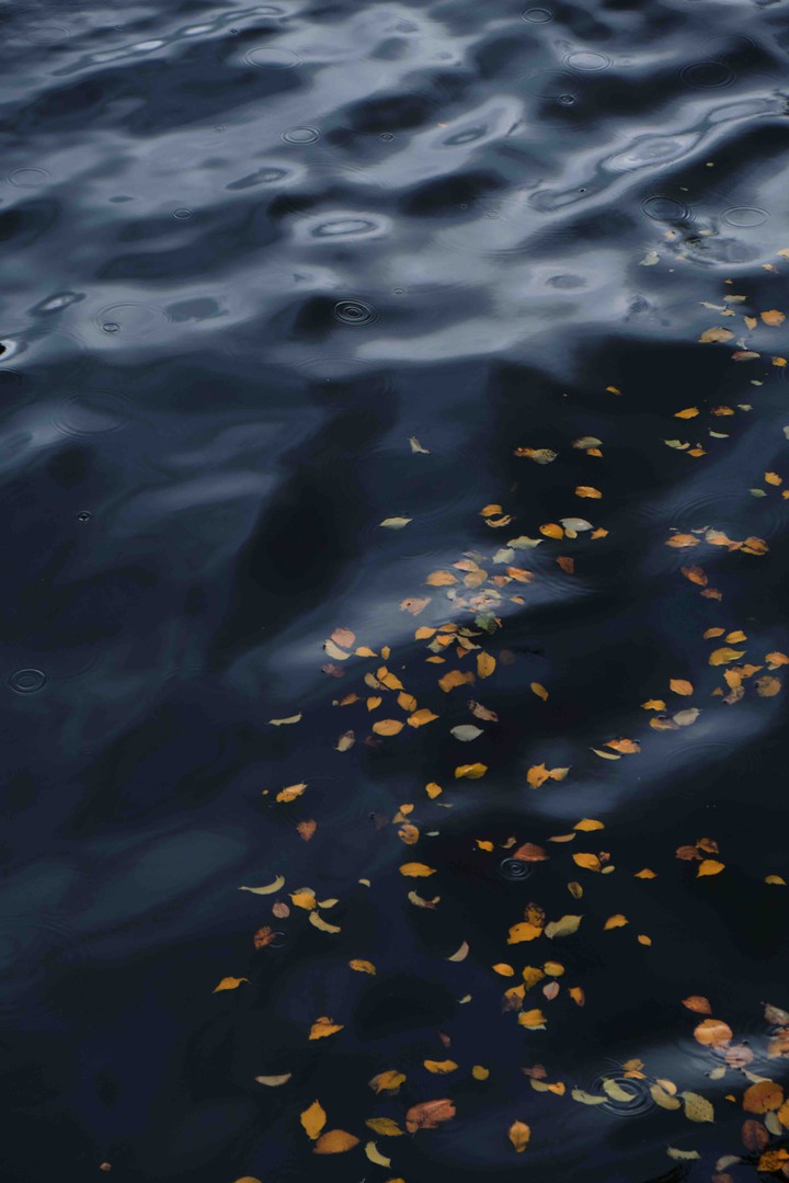 leaves on water