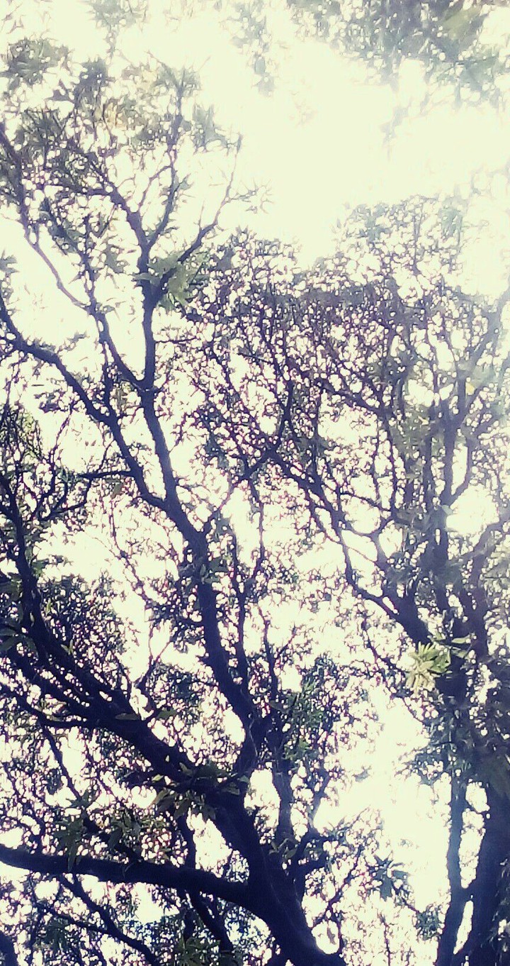 Perspectives of a tree #03