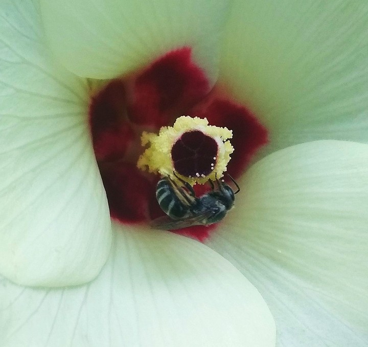 Honey Bee