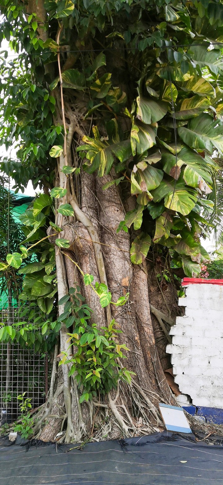 tree