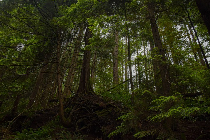 Forest near Capilano River, Vancouver