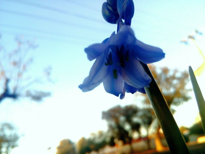 Blue bell blue bell