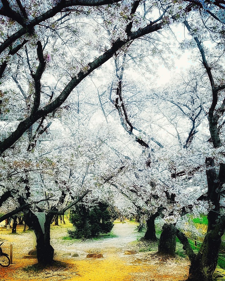桜