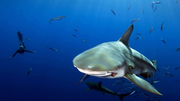 shark