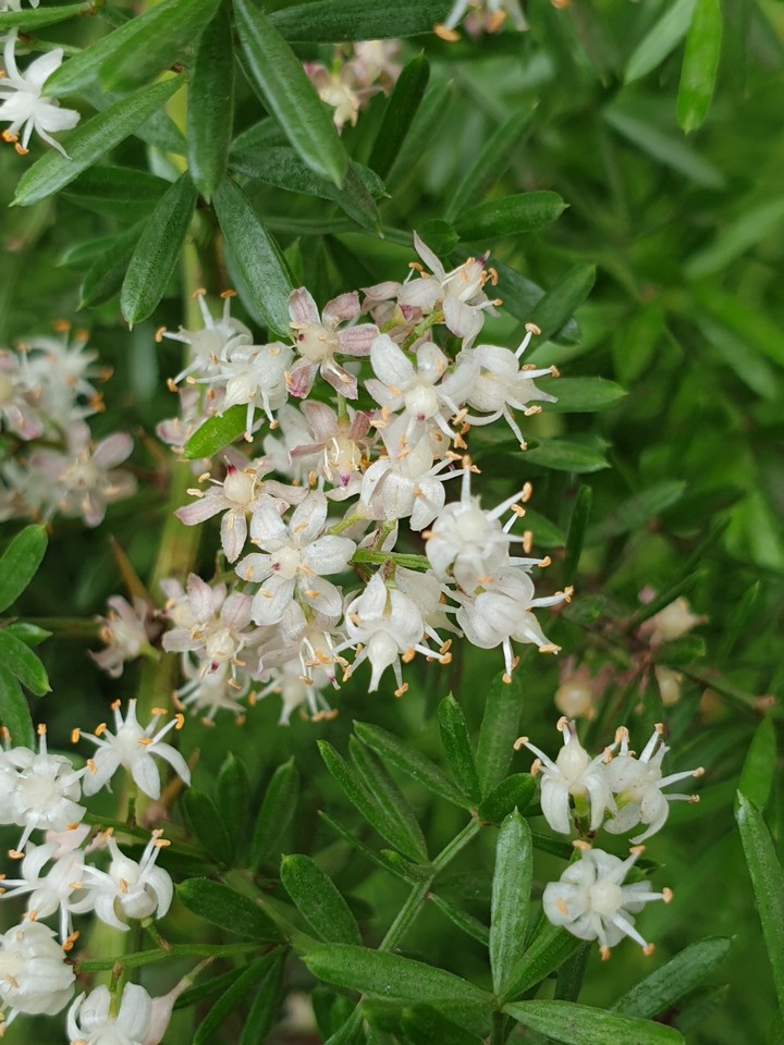 Sweet Flowers