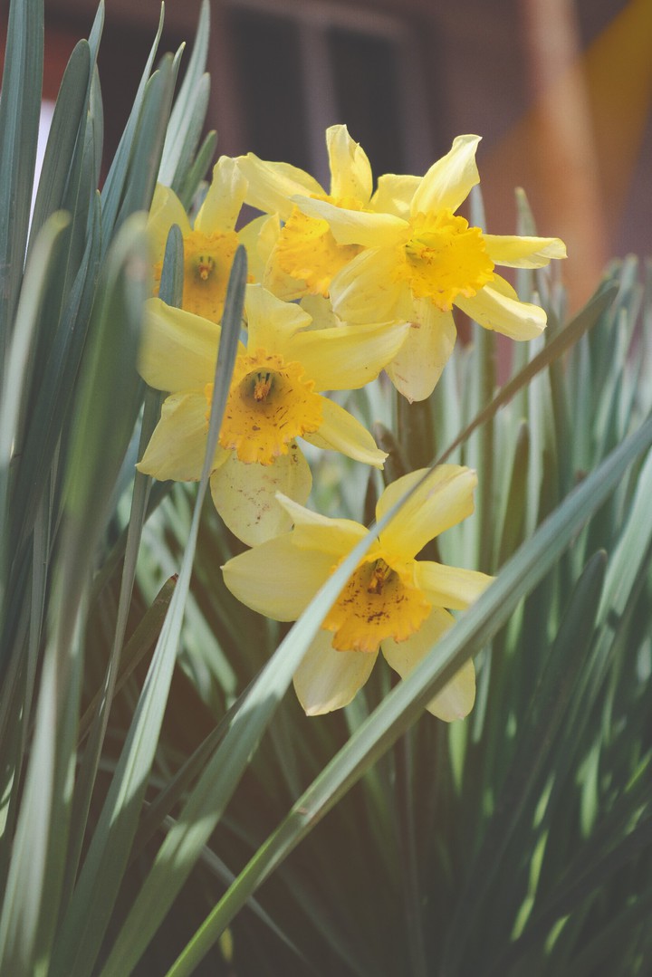 Spring flowers ?